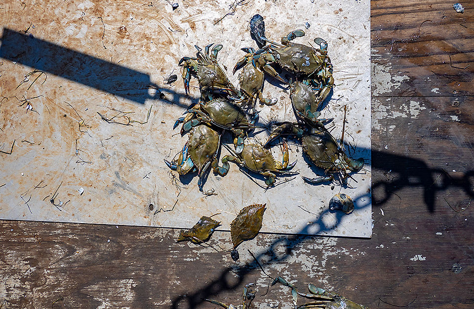 Blue crabs during winter survey